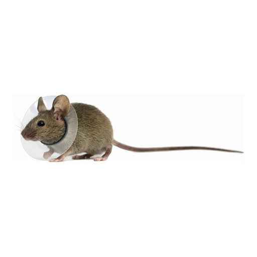 Coleira isabelina para roedores KVP Transparente (7.5-10 cm) (7,5-10 cm)