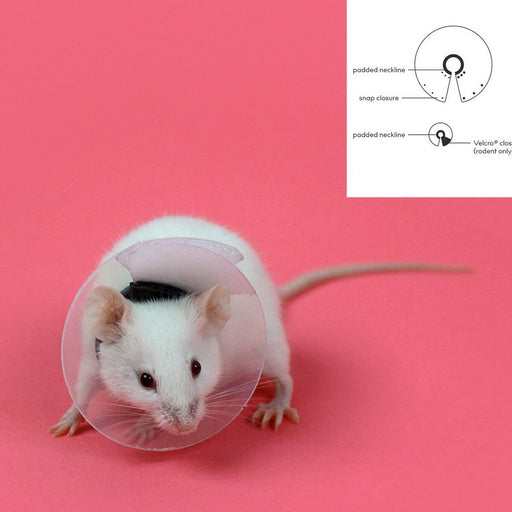 Coleira isabelina para roedores KVP Transparente (7.5-10 cm) (7,5-10 cm)